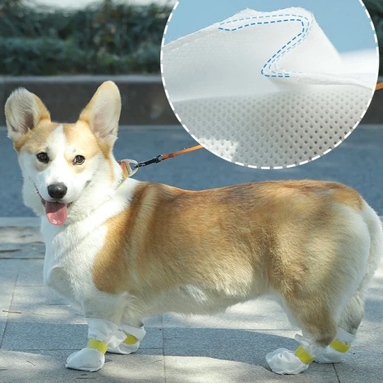 Corgi with socks