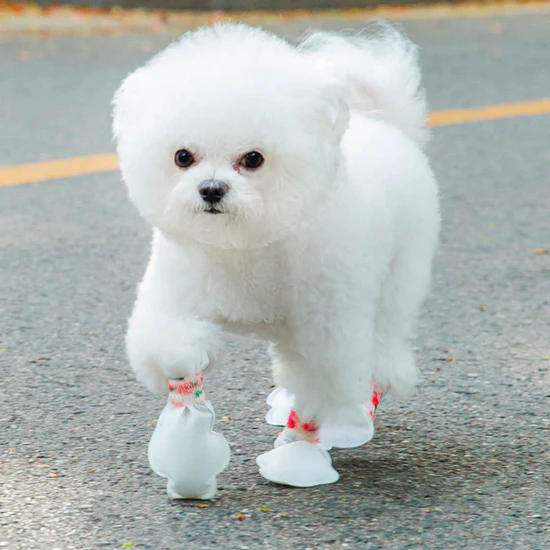 Some unknown specie of dog